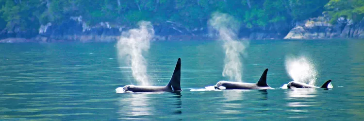 Orcas