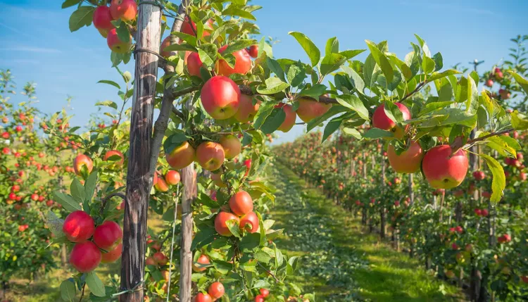 apple orchard before harvesting