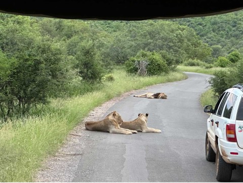 Safari adventure